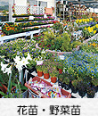 花苗・野菜苗